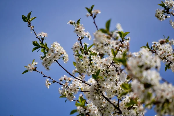 Vita Blommor Blommande Cherry Vårdag Mot Blå Himmel — Stockfoto