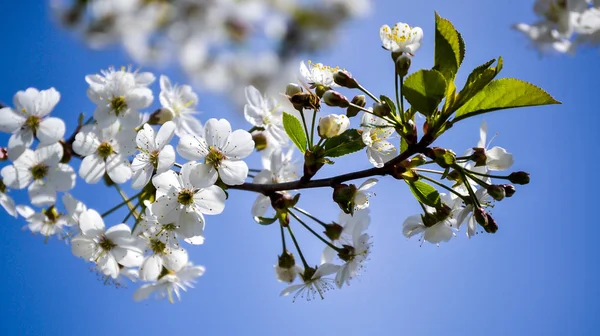 Vita Blommor Blommande Cherry Vårdag Mot Blå Himmel — Stockfoto