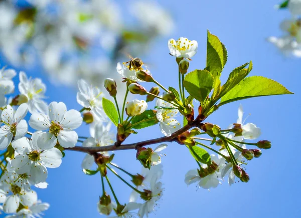 Vita Blommor Ett Blommande Körsbär Vårdag Mot Blå Himmel Ett — Stockfoto