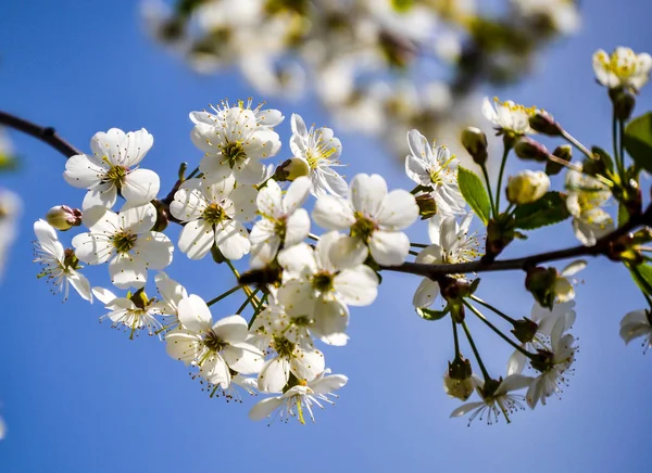 Vita Blommor Blommande Cherry Vårdag Mot Blå Himmel — Stockfoto