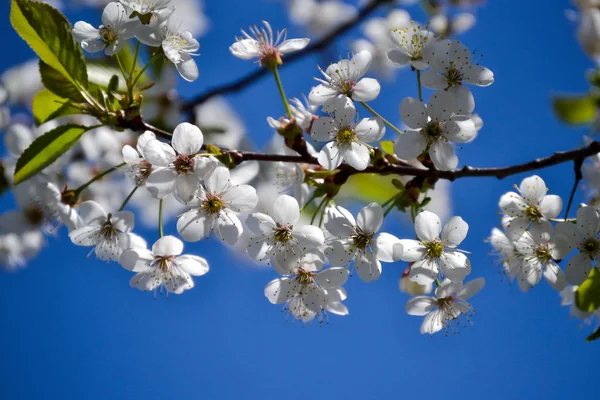 Vita Blommor Blommande Cherry Vårdag Mot Blå Himmel — Stockfoto