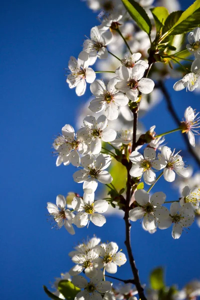 Vita Blommor Blommande Cherry Vårdag Mot Blå Himmel — Stockfoto