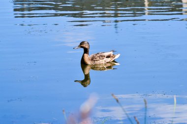 Nehrin bankadaki yaban ördeği erkek