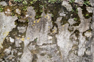 Güzel kabartma ve doku taş desen ve moss ile. Taş doğal arka plan.