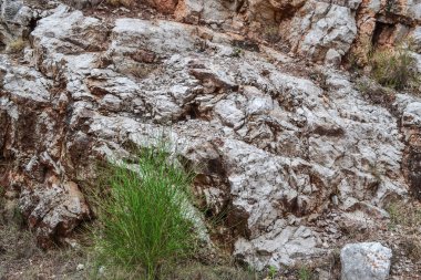 Doku kaya. Büyük kayalar kaya pul pul. Ağaç köklerinin aşağı asmak
