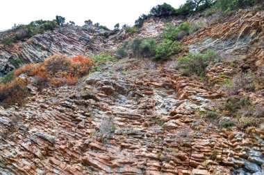 Doku kaya. Büyük kayalar kaya pul pul. Ağaç köklerinin aşağı asmak