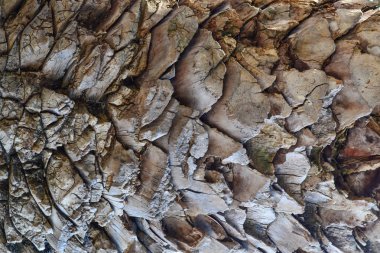 Palmiye ağacı gövdesini kapatın.