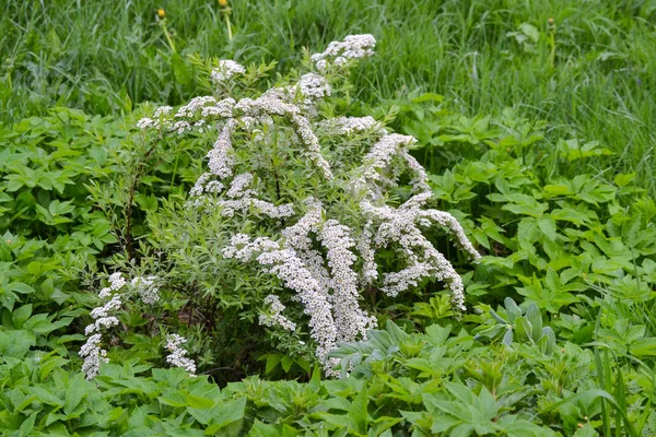 Weiße Kleine Blüten Großen Mengen Einem Strauch — Stockfoto