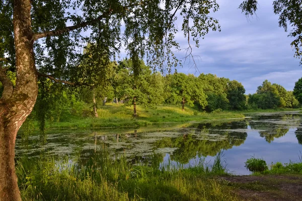 Gölün Güzel Manzaralarına Göl Duckweed Ile Kaplıdır Bulutlarda Gökyüzüdür Yaz — Stok fotoğraf