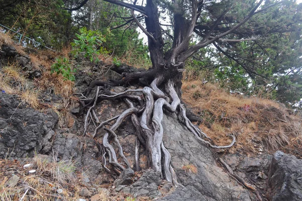 Przeplotem Korzenie Drzew Szczelnie Góry Drzewo Ulgi — Zdjęcie stockowe
