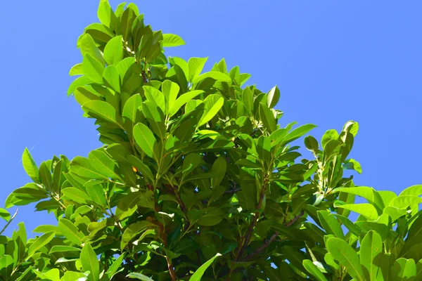 Träd Med Gröna Blad Mot Den Blå Himlen — Stockfoto