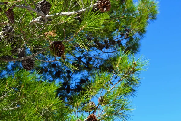 Spruce Knölar Gren Närbild — Stockfoto