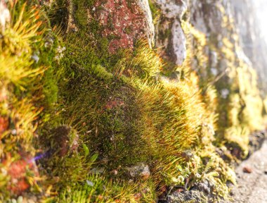 Bir tuğla duvarda güzel yosun yakın güneş tarafından aydınlatılmış.
