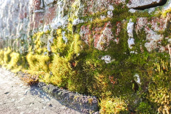 Bellissimo muschio su un muro di mattoni da vicino illuminato dal sole . — Foto Stock