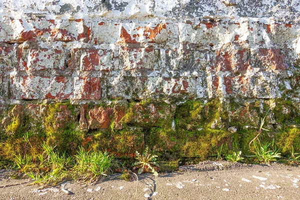 White brick wall. Rough masonry. Moss, lichen at the bottom of the wall. grunge background texture — Stock Photo, Image
