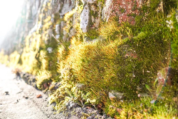 Bellissimo muschio su un muro di mattoni da vicino illuminato dal sole . — Foto Stock