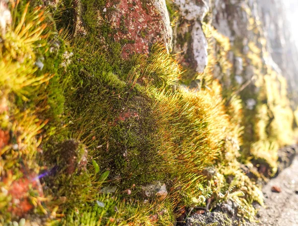 Bellissimo muschio su un muro di mattoni da vicino illuminato dal sole . — Foto Stock