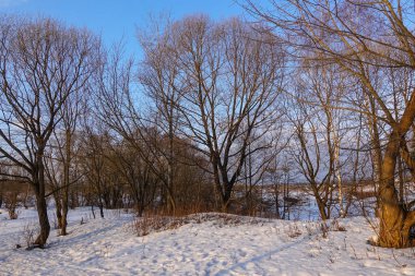 Güzel kırsal manzara. İlkbaharın başlarında. Ağaçlar güneştarafından aydınlatılır. Kar ve mavi gökyüzü. Rusya. Mart