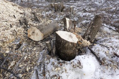 Ormansızlaşma sahnesi, ağaçlar kesildikten sonra geriye kalanlar. kütükler ve odun parçaları. Doğanın yok etme kavramı.