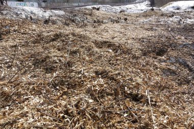 Orman oduncular tarafından yok edilir. Kütükleri ve kıymıkları ile ağaçlar olmadan boş alan