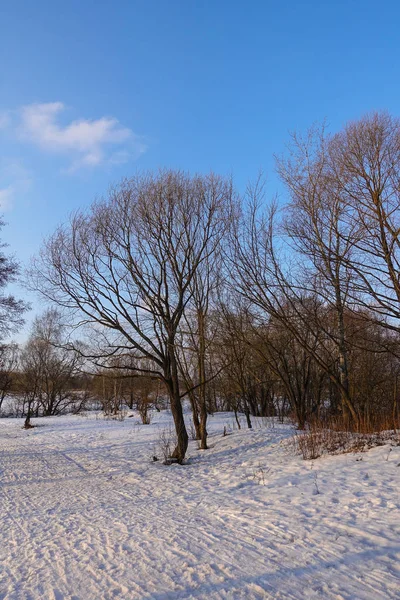 Bela paisagem rural. No início da primavera. As árvores são iluminadas pelo sol. Neve e céu azul. A Rússia. Março — Fotografia de Stock