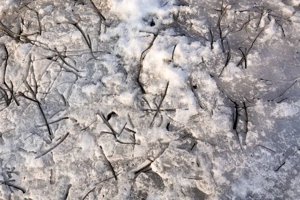 De fines branches sèches reposent sur la neige fondante du printemps en mars. Vue de dessus. La composition de détails naturels abstraits. Contexte naturel — Photo