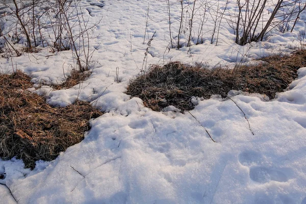 thawed patch. The melted snow exposed last year\'s autumn dried, withered foliage. spring soon. snow is melting. winter.