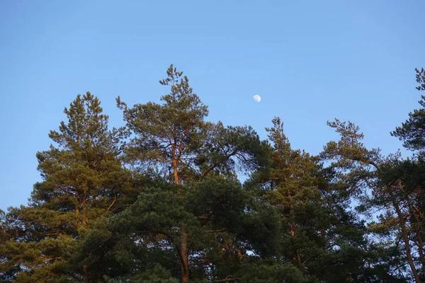 Moon in day time above the forest trees top against a clear blue sky