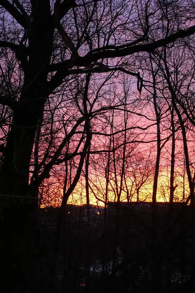 Violet red dawn sky. Silhouette of trees without leaves. Early dawn in March. — Stock Photo, Image