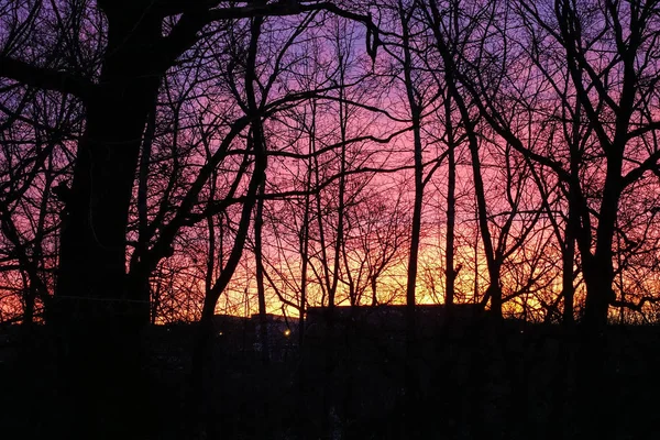 보라색 빨간 새벽 하늘입니다. 나뭇잎이없는 나무의 실루엣. 3월 초새벽. — 스톡 사진