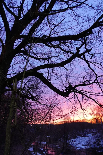 Silhouette of trees against sunrise. Early morning with pink sky — Stock Photo, Image