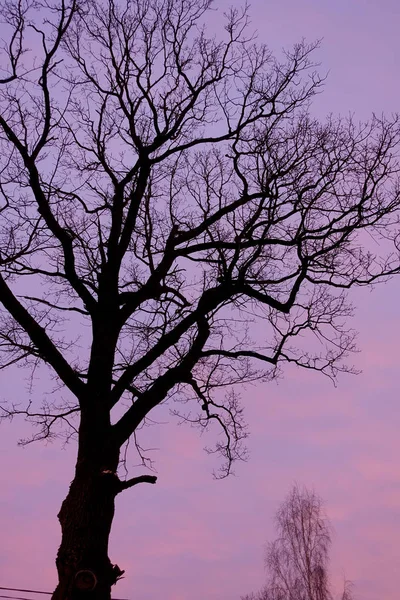 Silhueta de árvores contra o nascer do sol. De manhã cedo com céu rosa — Fotografia de Stock