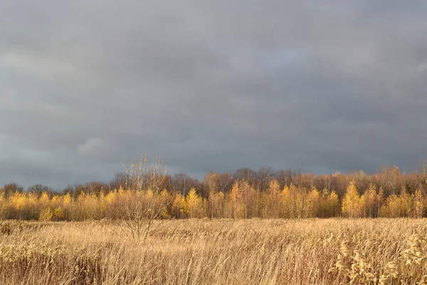 Paysage d'automne. Champ avec herbe sèche. Herbe jaunie sèche et nuages sombres — Photo