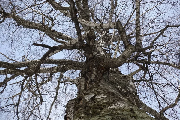 Bottom View van een grote boom met Sky achtergrond. Oude berken takken zonder bladeren. Bottom-up weergave. — Stockfoto