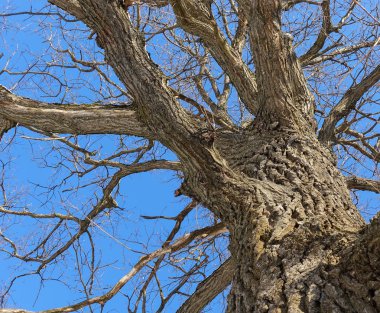 Meşe. Ağaç gövdesi, alt görünüm. Kış mevsiminde doğa. Mavi gökyüzüne karşı. Dallar ve gövde soyut bir desen oluşturur