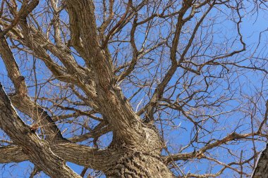 Meşe. Ağaç gövdesi, alt görünüm. Kış mevsiminde doğa. Mavi gökyüzüne karşı. Dallar ve gövde soyut bir desen oluşturur