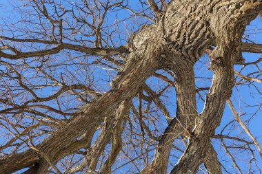 Meşe. Ağaç gövdesi, alt görünüm. Kış mevsiminde doğa. Mavi gökyüzüne karşı. Dallar ve gövde soyut bir desen oluşturur