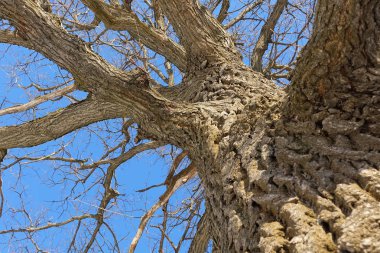 Meşe. Ağaç gövdesi, alt görünüm. Kış mevsiminde doğa. Mavi gökyüzüne karşı. Dallar ve gövde soyut bir desen oluşturur
