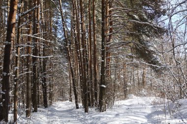 Kış manzara: orman ağaçlarına kar