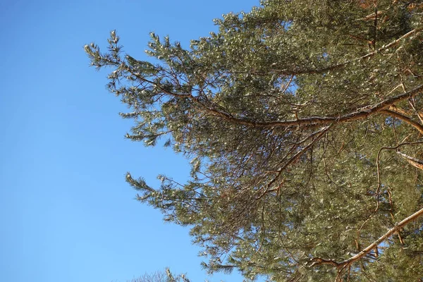 Ramas de pino vista inferior. Contra el cielo azul . — Foto de Stock