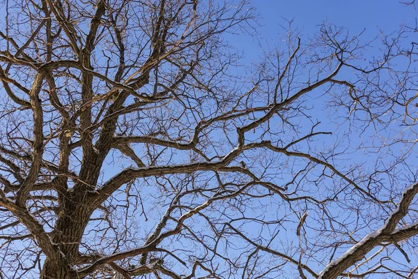 Boomtakken (eik) zonder bladeren tegen de blauwe lucht. Sneeuw op de takken. Frosty zonnige dag. — Stockfoto