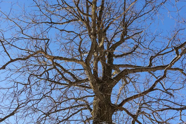 Ramos de árvores (carvalho) sem folhas contra o céu azul. Neve nos ramos. Dia ensolarado gelado . — Fotografia de Stock