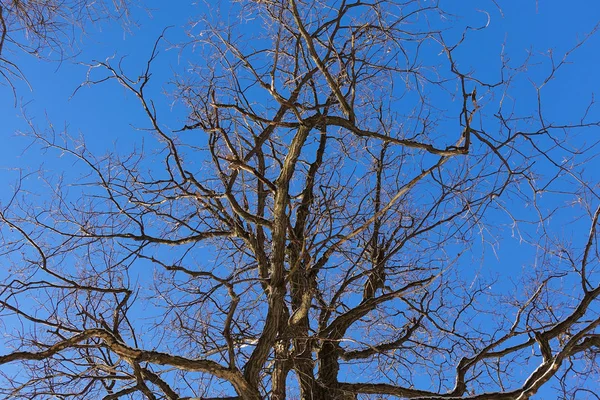 Tronco de árvore, vista de baixo. Natureza na estação de inverno — Fotografia de Stock