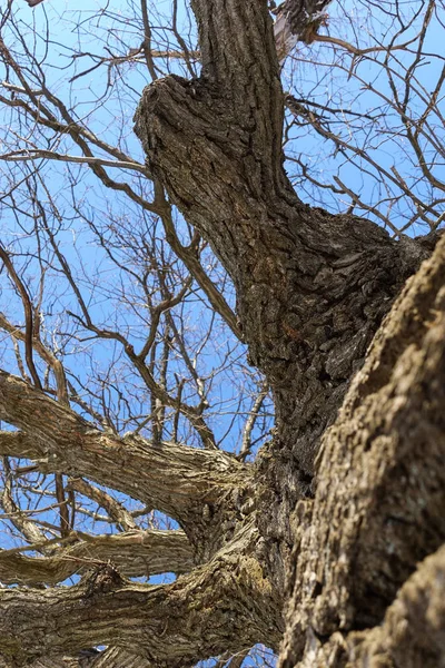 Roble. Tronco de árbol, vista inferior. Naturaleza en la temporada de invierno. Contra el cielo azul. Ramas y tronco crean un patrón abstracto — Foto de Stock