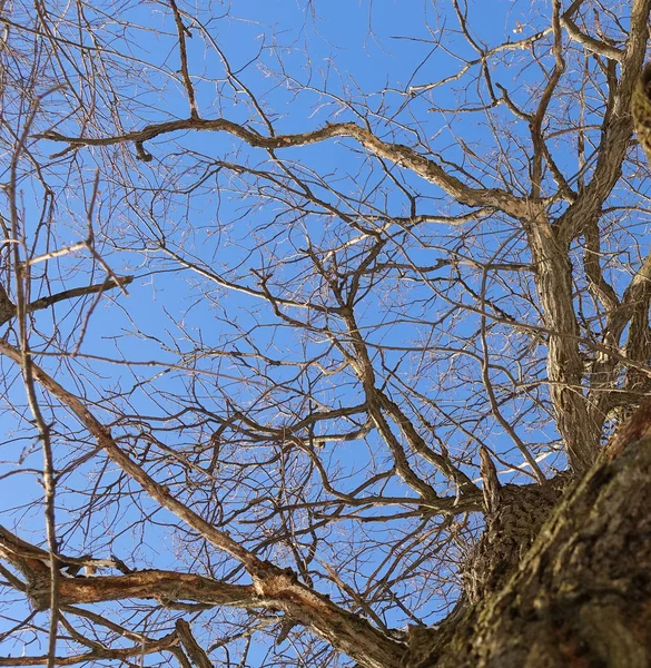 Carvalho. Tronco de árvore, vista de baixo. Natureza na temporada de inverno. Contra o céu azul. Ramos e tronco criam um padrão abstrato — Fotografia de Stock