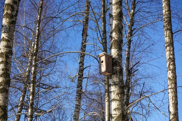 Ptačí dům na břízovém stromě v zimním lese. — Stock fotografie