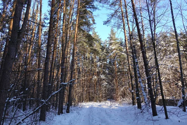 Solig vinterdag i en tallskog. Tall tallar. Soliga skuggor på snön. — Stockfoto