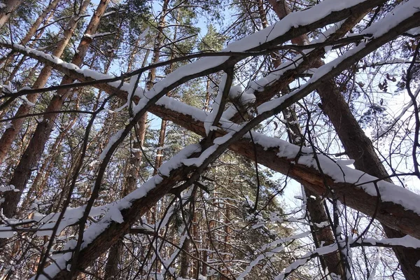 Burel. Ramos caídos de árvores na cruz da floresta cobertos de neve . — Fotografia de Stock