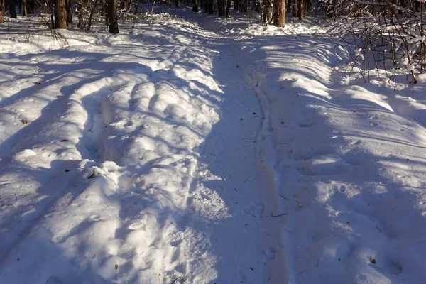 Winterpad door het naaldbos. Zonnige winterdag — Stockfoto