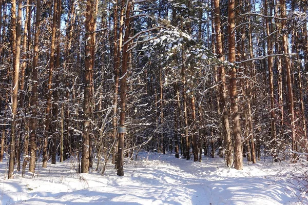 Стовбури дерев і сосен, вони дорогі в лісі. Снігопад і снігопадweather forecast . — стокове фото